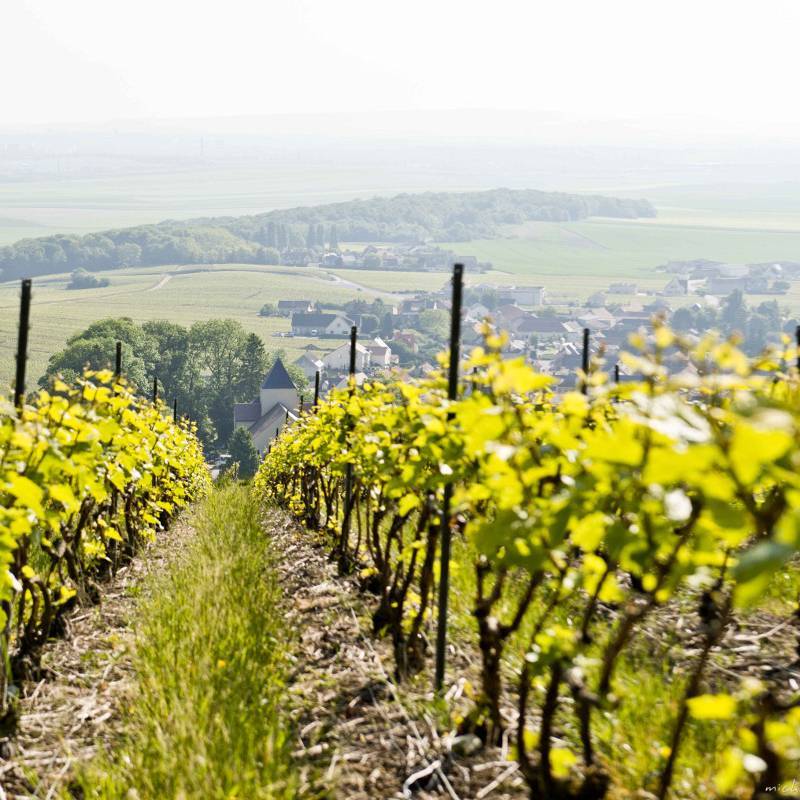 Champagne Les Coupes  Franc de pied 1er Cru 2018