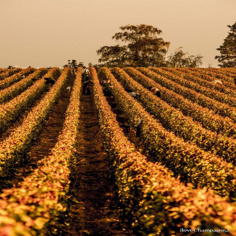 Champagne Les Coupes  Franc de pied 1er Cru 2018