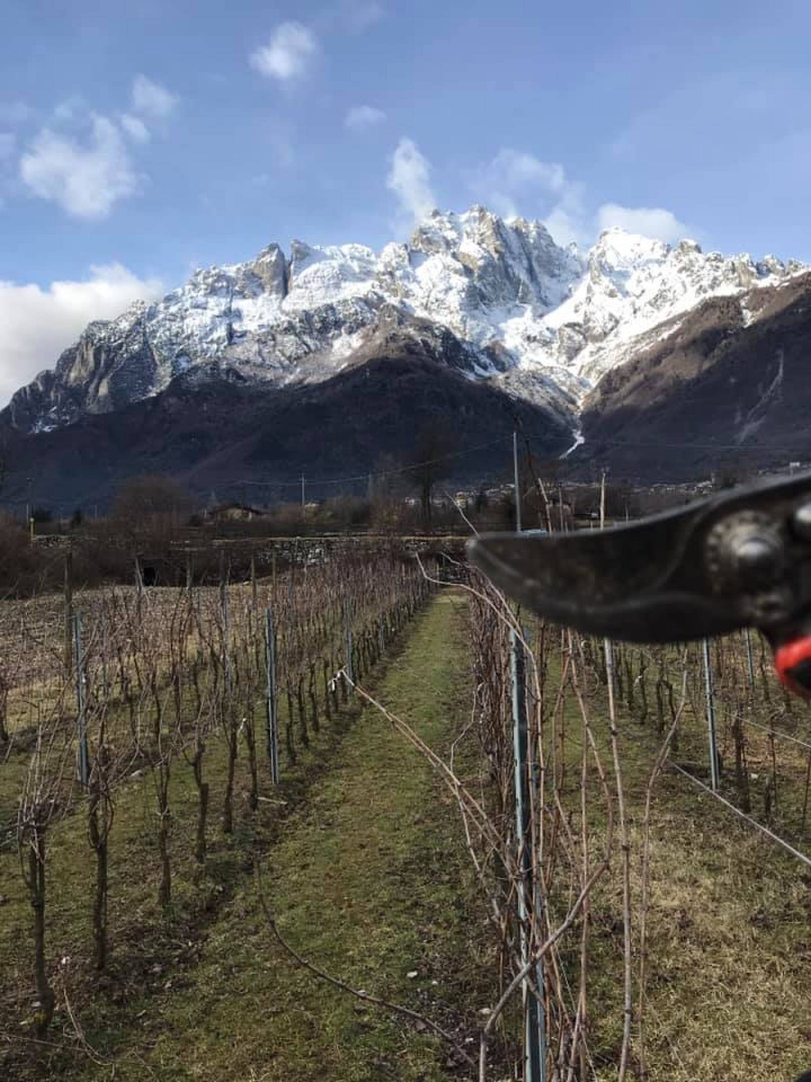 La rinascita della viticoltura nella Valcamonica: un viaggio attraverso terroir, passione e tradizione