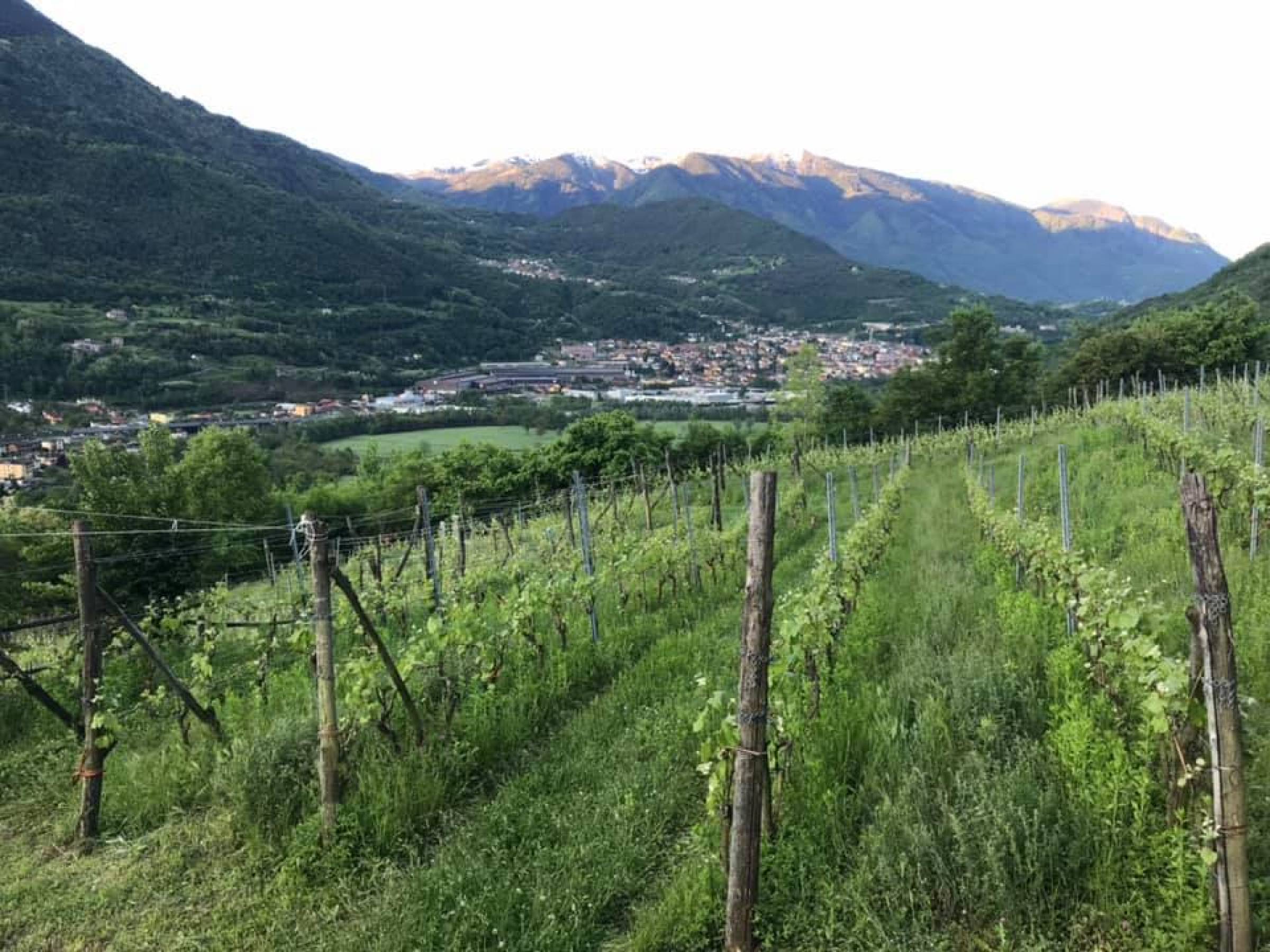 La rinascita della viticoltura nella Valcamonica: un viaggio attraverso terroir, passione e tradizione