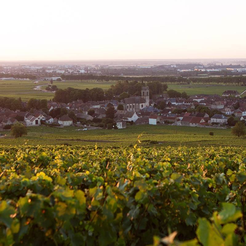 Bourgogne Cote d'Or Blanc 2022