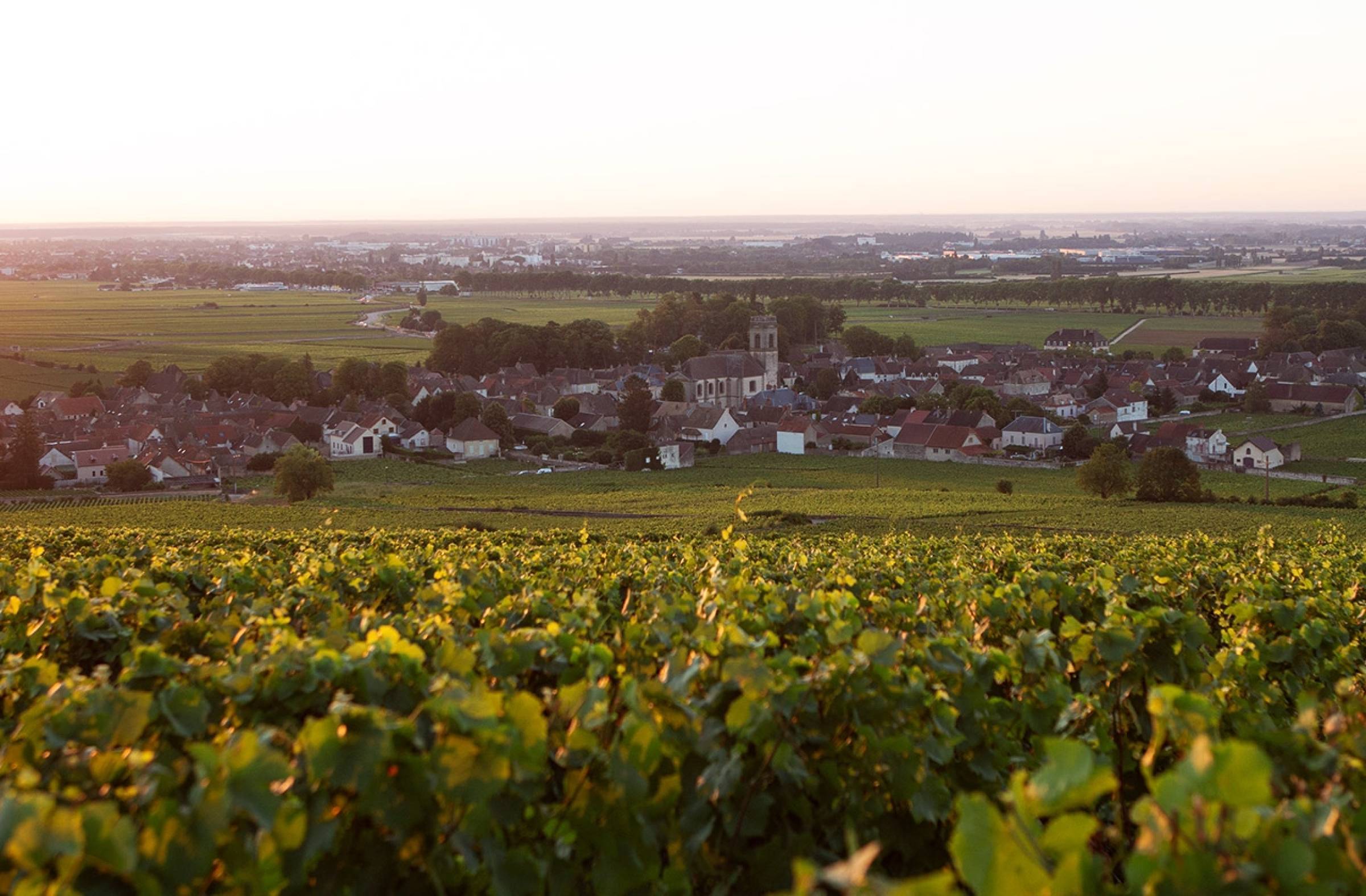 Domaine Y. Clerget: Una Storia di Passione e Tradizione nel Cuore della Borgogna