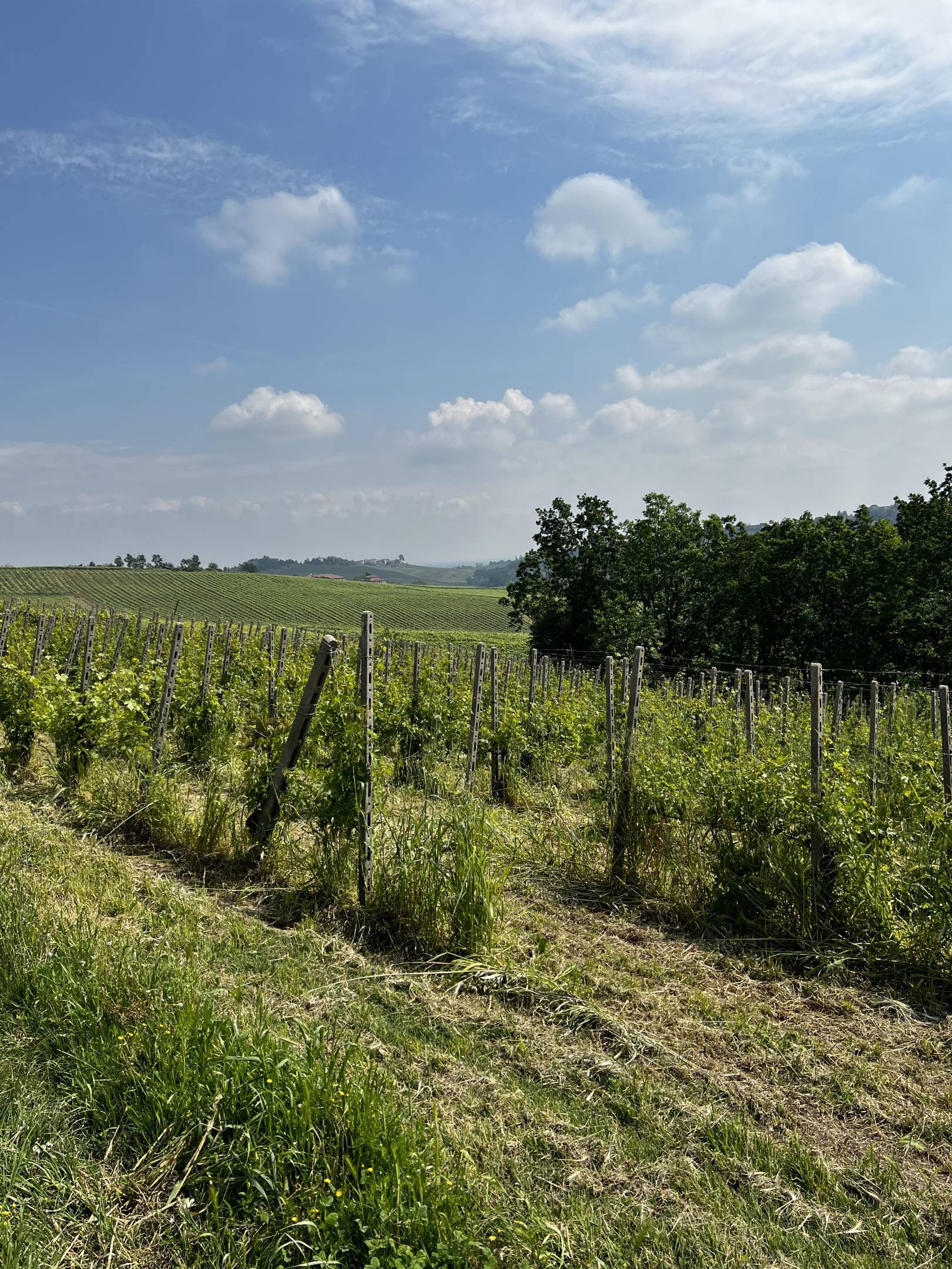 Fausto Andi: annate vintage per il futuro, longevità del vino (LDV 2024)