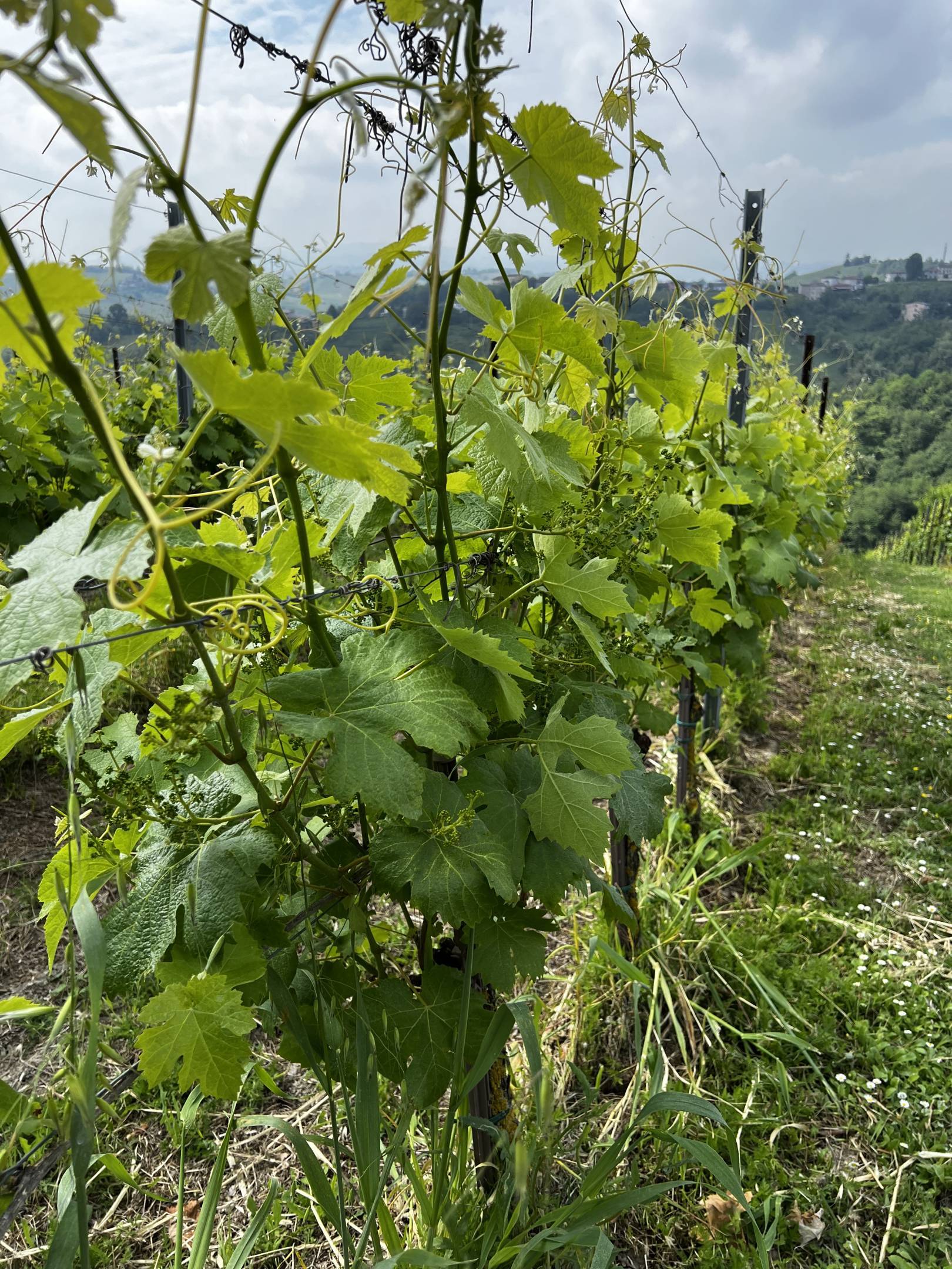 Fausto Andi: annate vintage per il futuro, longevità del vino (LDV 2024)