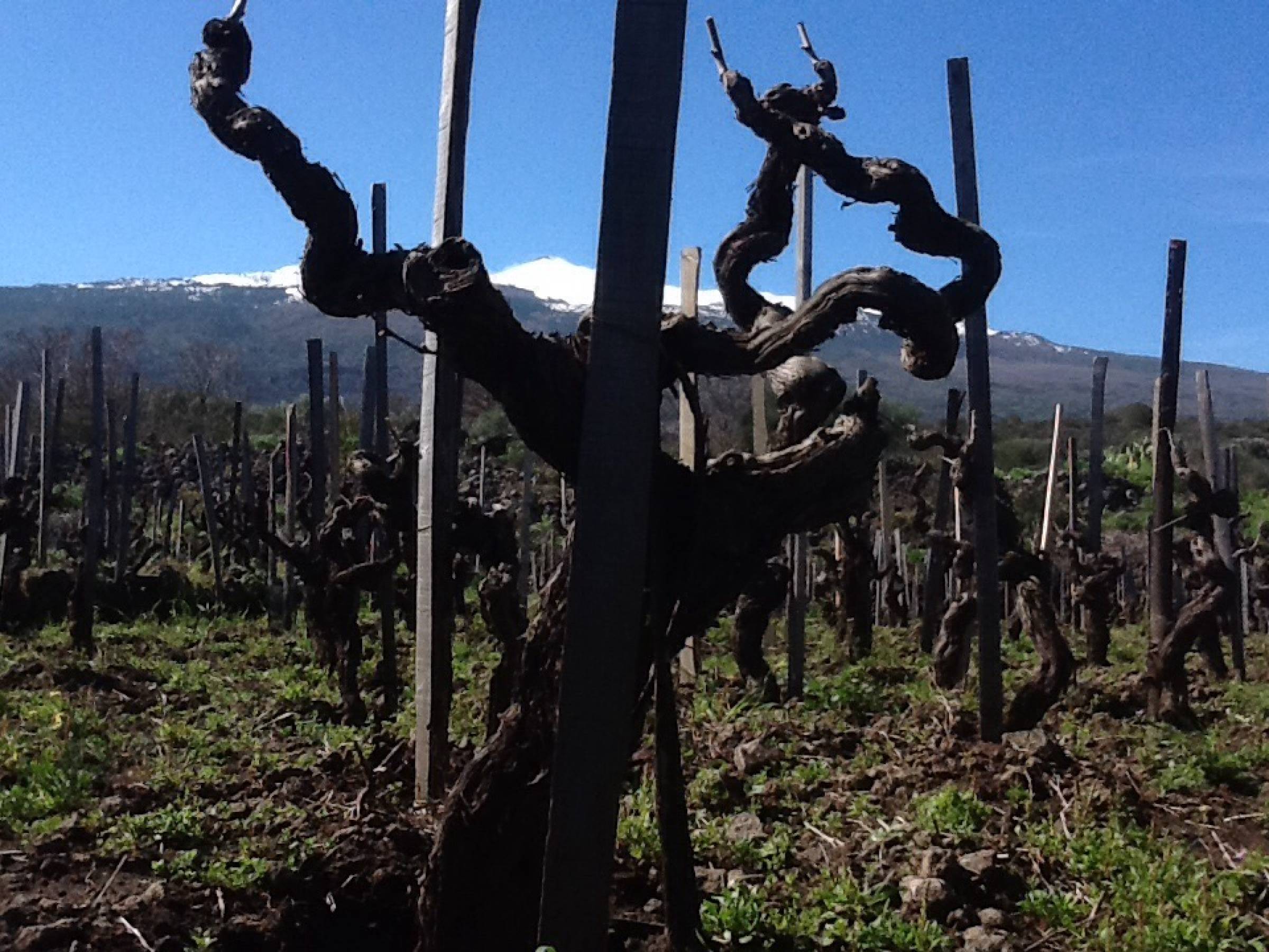 Federico Graziani: un vulcano di sommelier, da berlo a produrlo (LDV 2024)