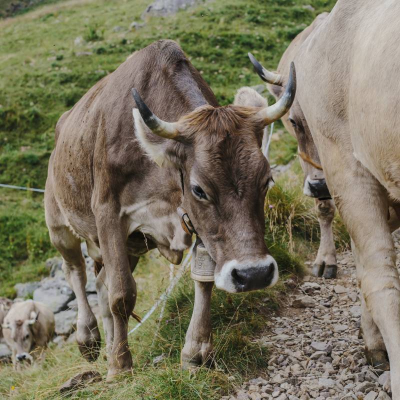 Formai de Mut dell'Alta Valle Brembana DOP 2022