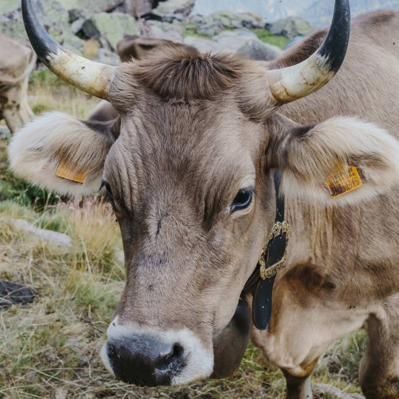 Formai de Mut dell'Alta Valle Brembana DOP 2023