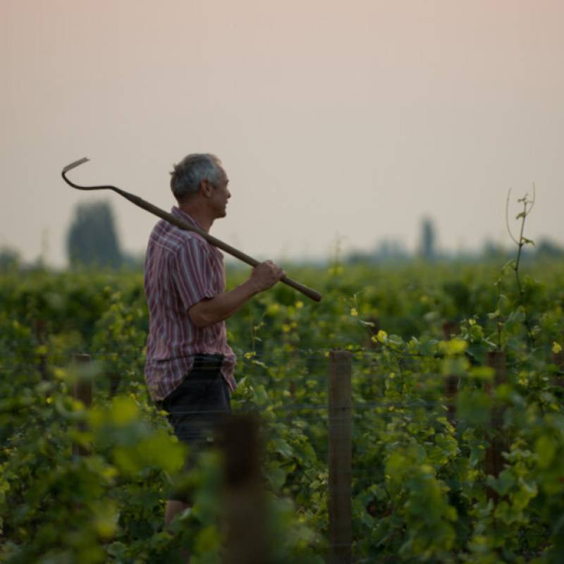 Bourgogne Pinot Noir