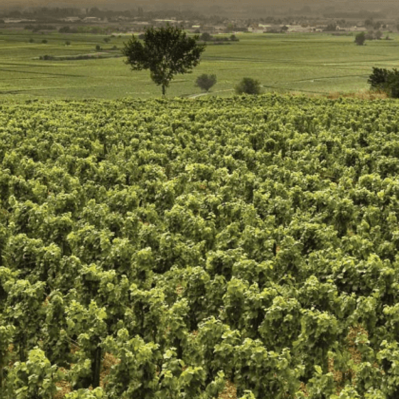 Chambolle Musigny Les Sentiers 1Er Cru