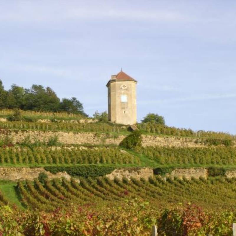 Arbois Pinot Noir Sous La Tour