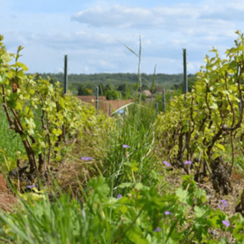 Champagne Les Moineaux 2017