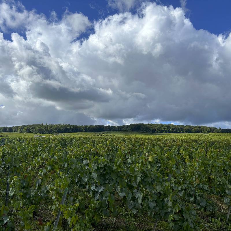 Les Hautes Mottes Champagne Grand Cru 2016