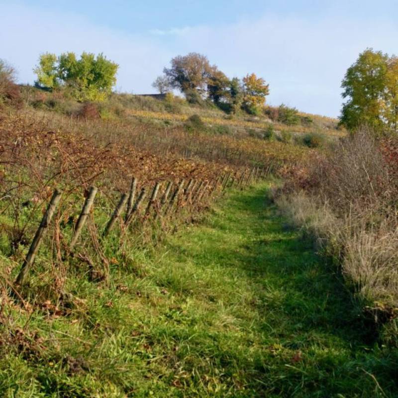 Côte de Nuits Villages Rouge