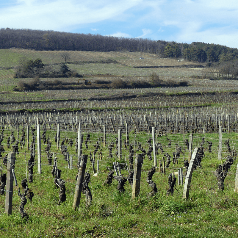 Bourgogne Pinot Noir