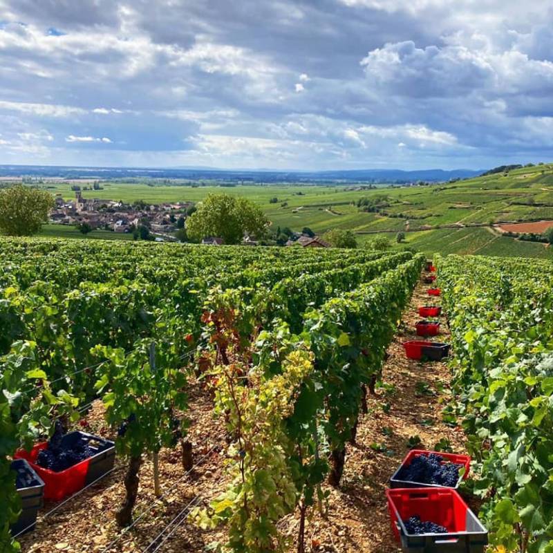 Aloxe Corton 1 er Cru Les Fournieres