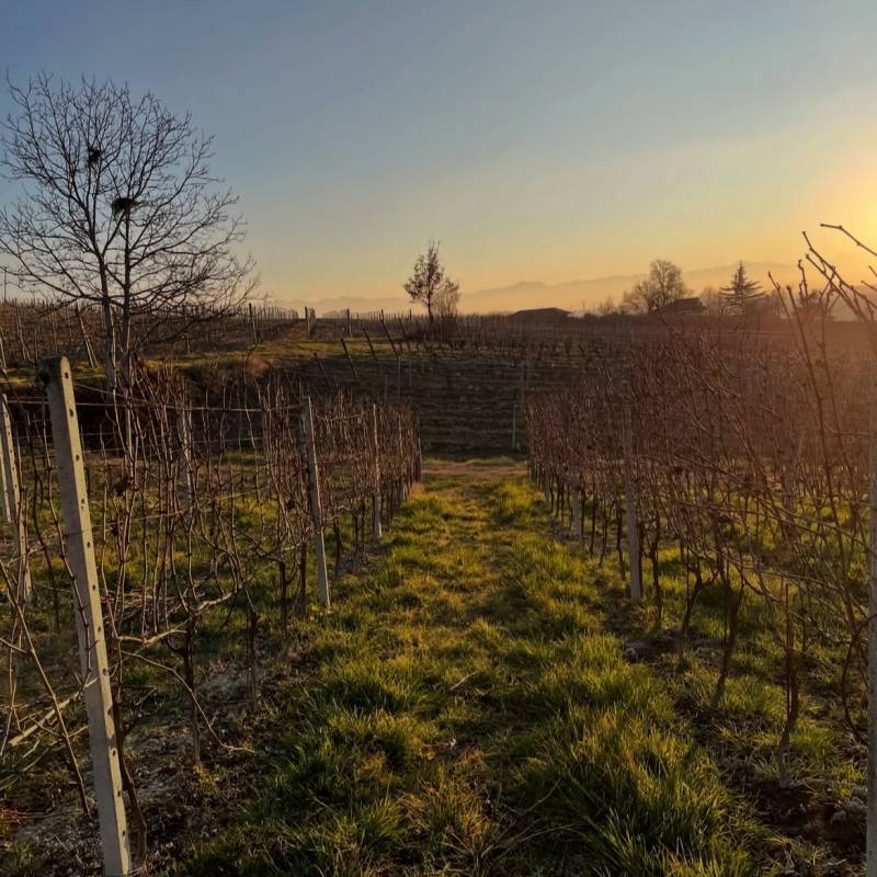 Barbera d'Alba 2023