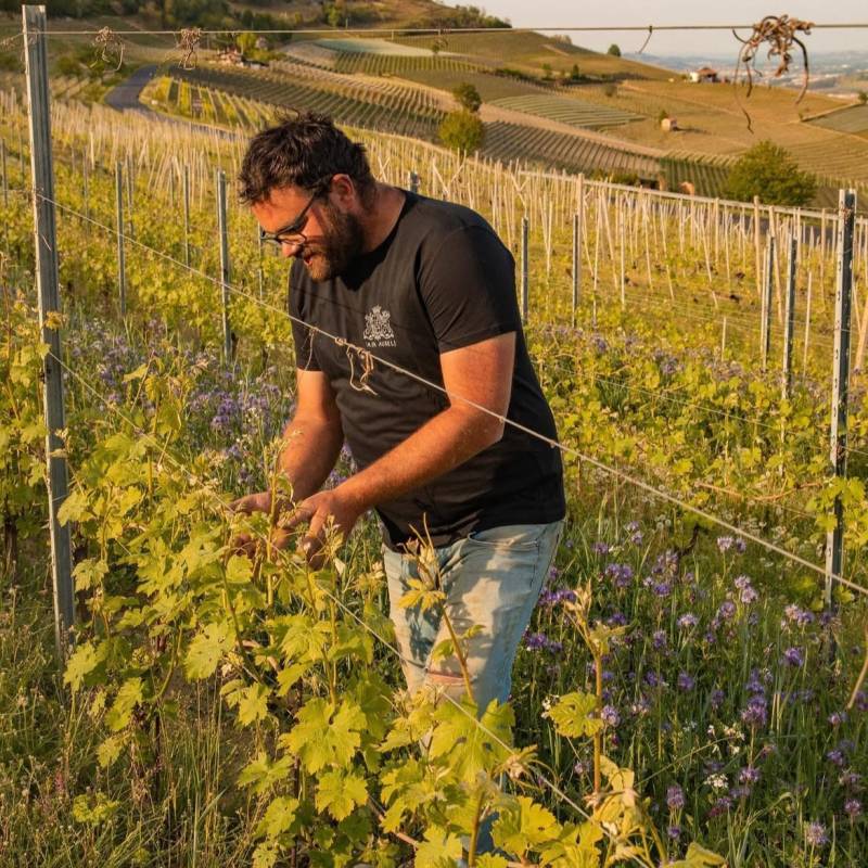 Barbera d'Alba 2023
