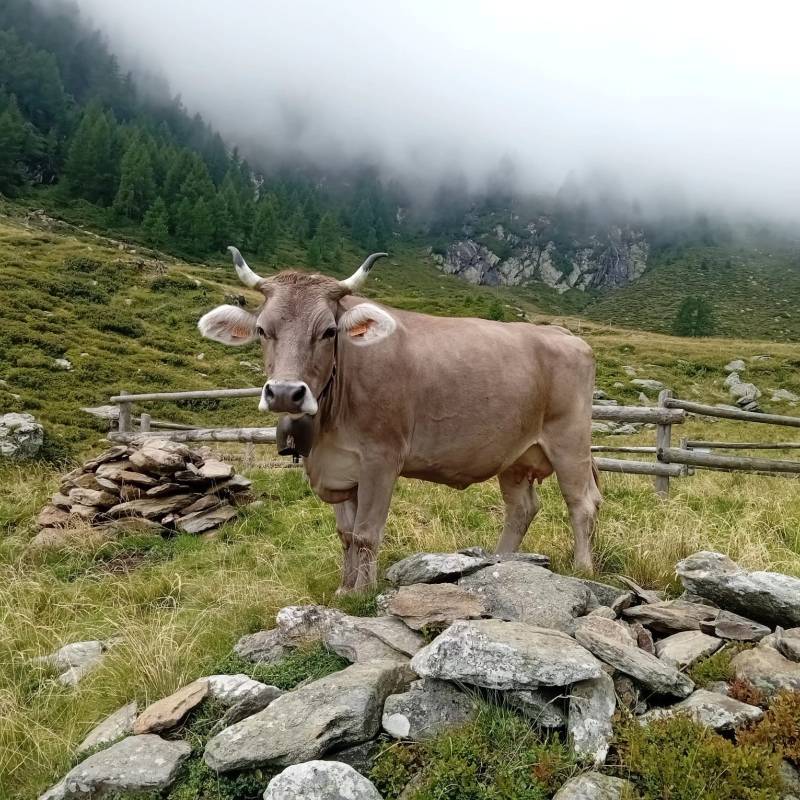 Grasso D'Alpe Val Gerola 2025