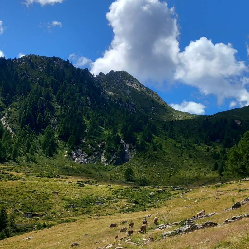 Grasso D'Alpe Val Gerola 2025