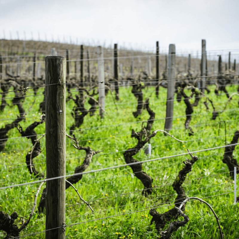 Macon Villages Les Sardines 2022 Magnum