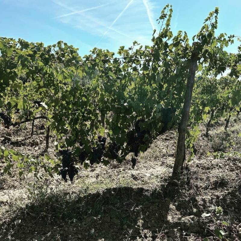 Bakkanali Toscana Rosso IGT K 2023