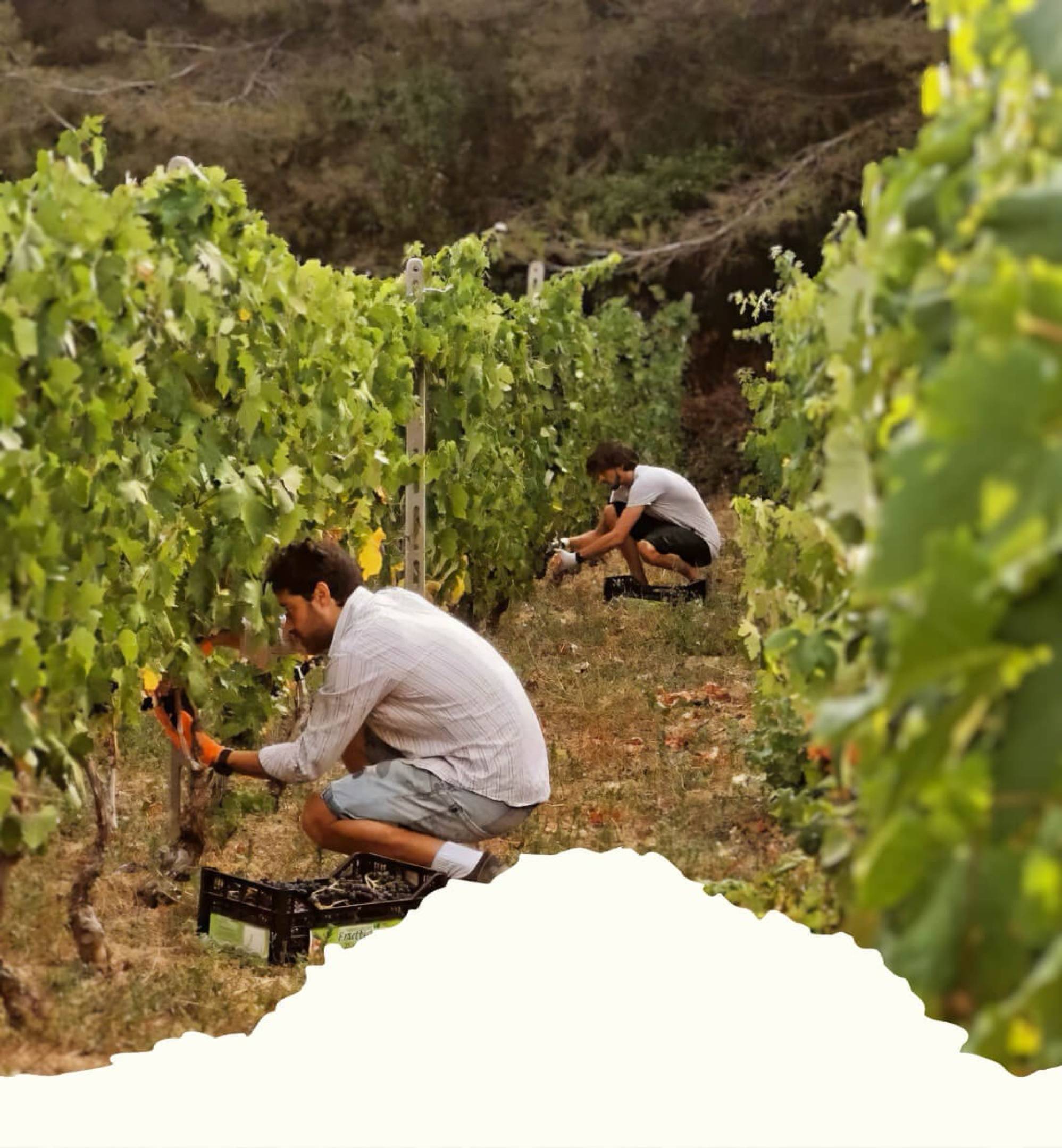 Ca di Frei Vermentino Ligure Impero 2024