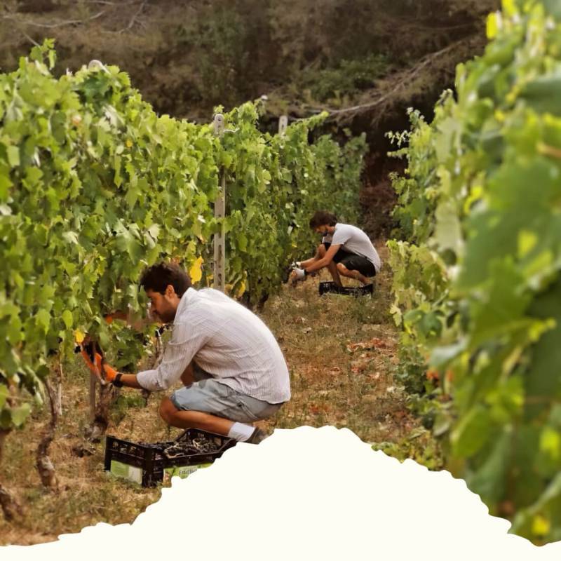 Vermentino Ligure Impero 2024