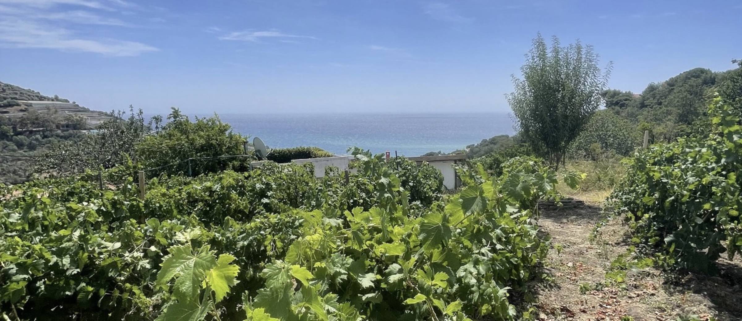 Ca di Frei Vermentino Ligure Impero 2024