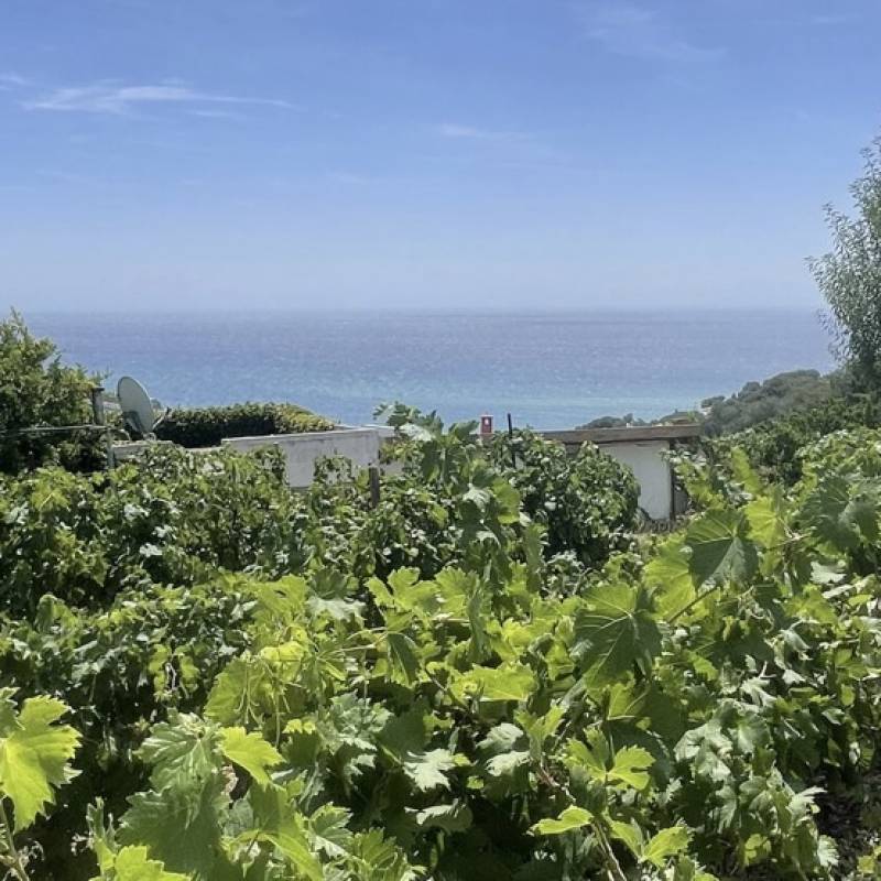 Vermentino Ligure Impero 2024