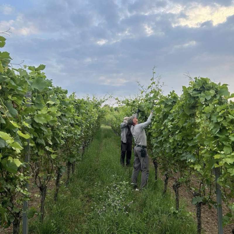 Cabernet Franc Unterturkheimer Herzongerberg 2023