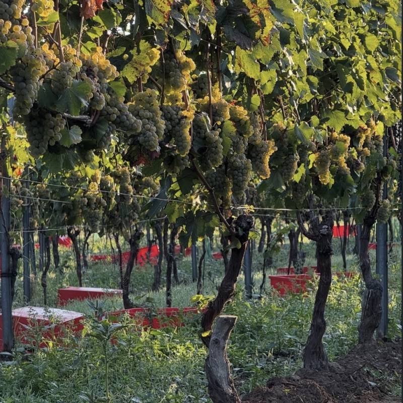 Cabernet Franc Unterturkheimer Herzongerberg 2023