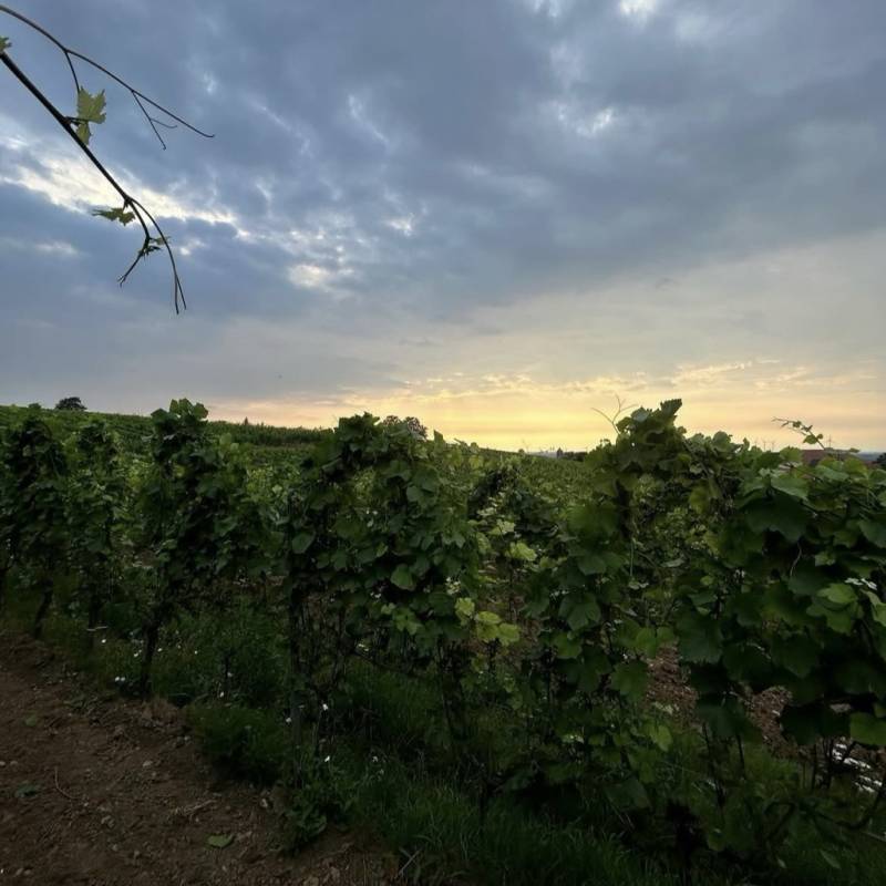 Cabernet Franc Unterturkheimer Herzongerberg 2023