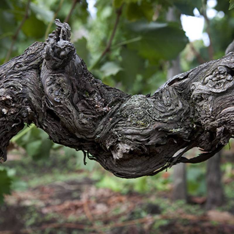 Box Degustazione - Fede Graziani
