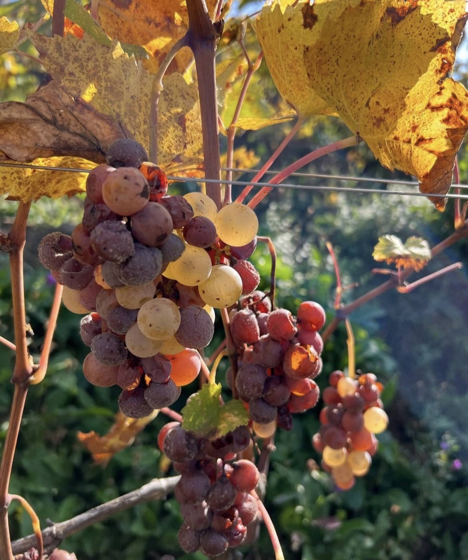 Josko Gravner Bianco Sivi Pinot Grigio 2011