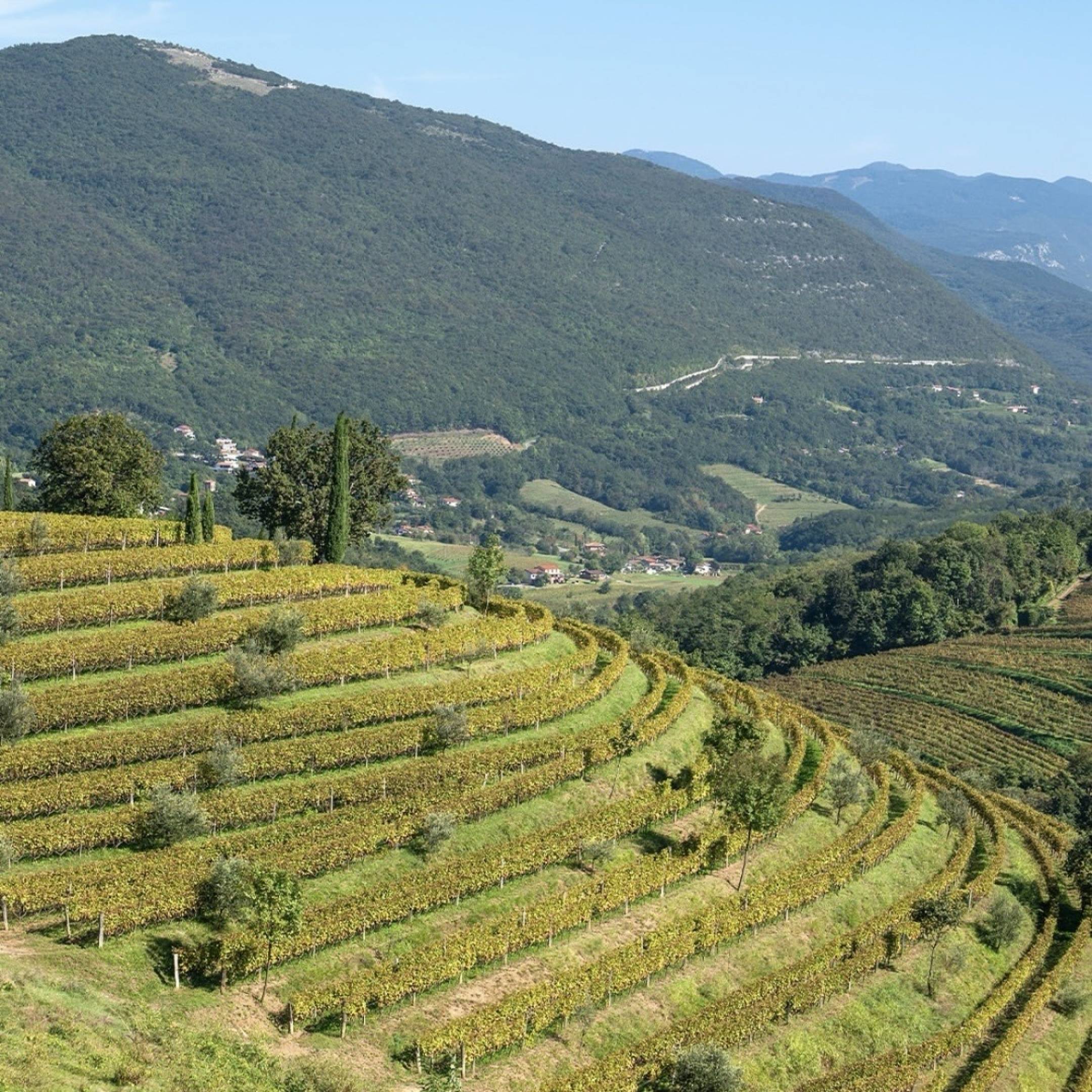 Josko Gravner Ribolla Riserva 2011