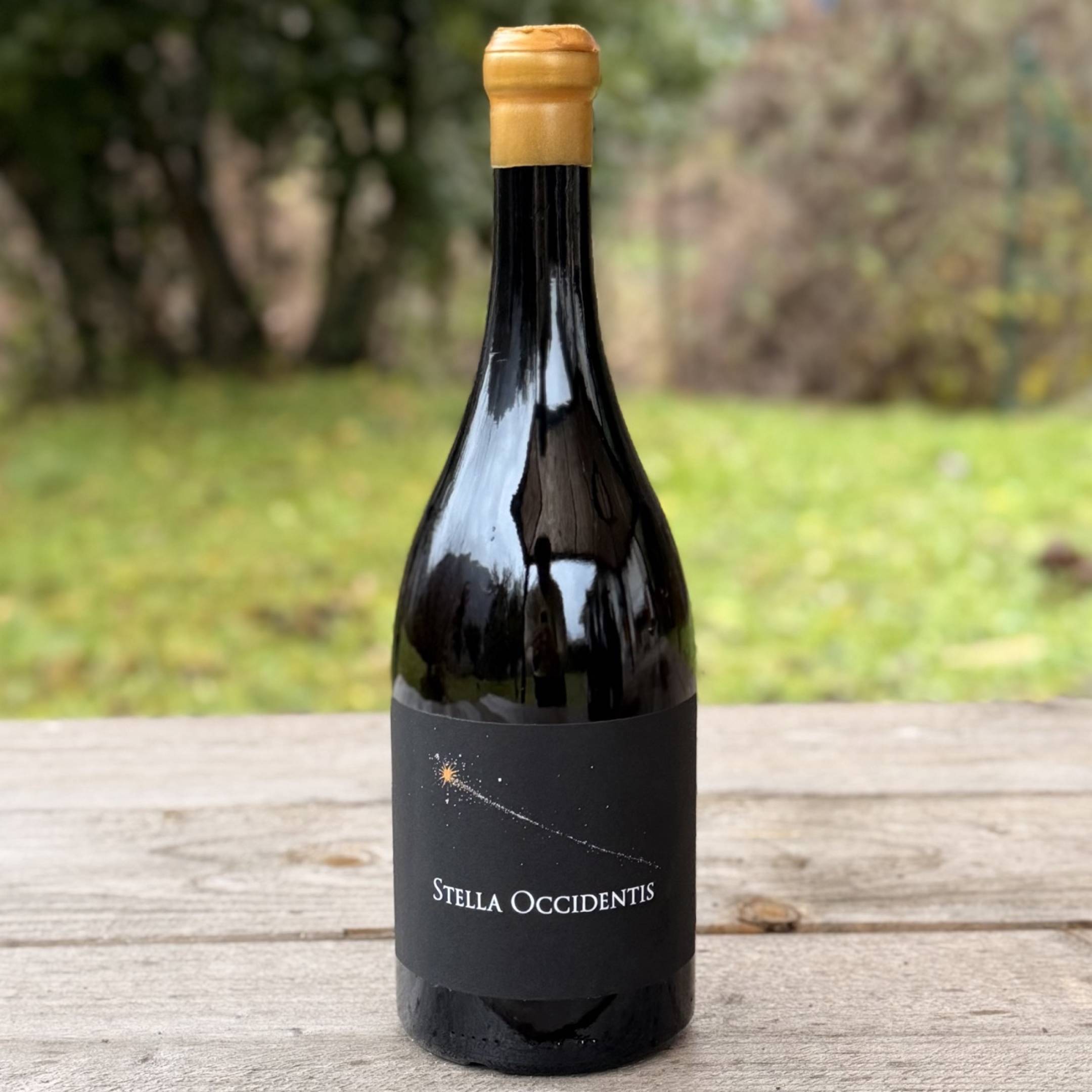 EX OCCIDENTE Stella Occidentis 2023