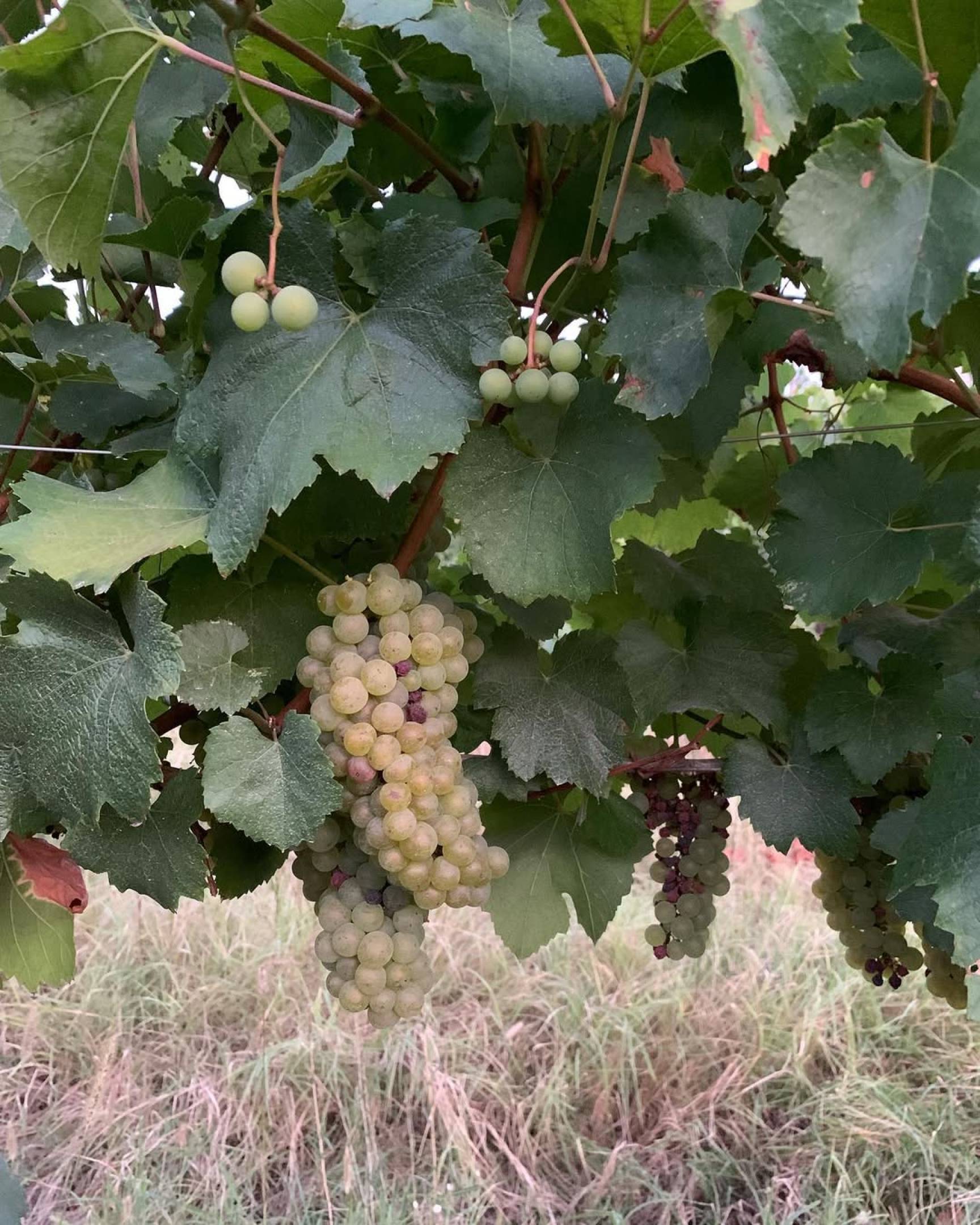 Philine Isabelle: L’Essenza della Langa in 4 Atti con Wild Vigneron