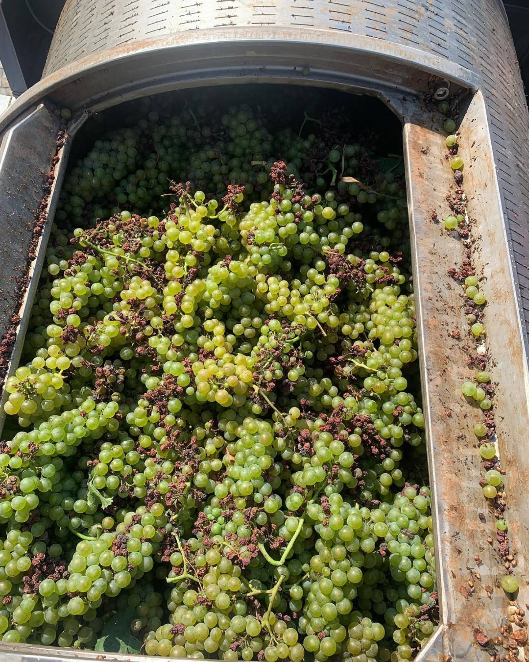 Philine Isabelle: L’Essenza della Langa in 4 Atti con Wild Vigneron