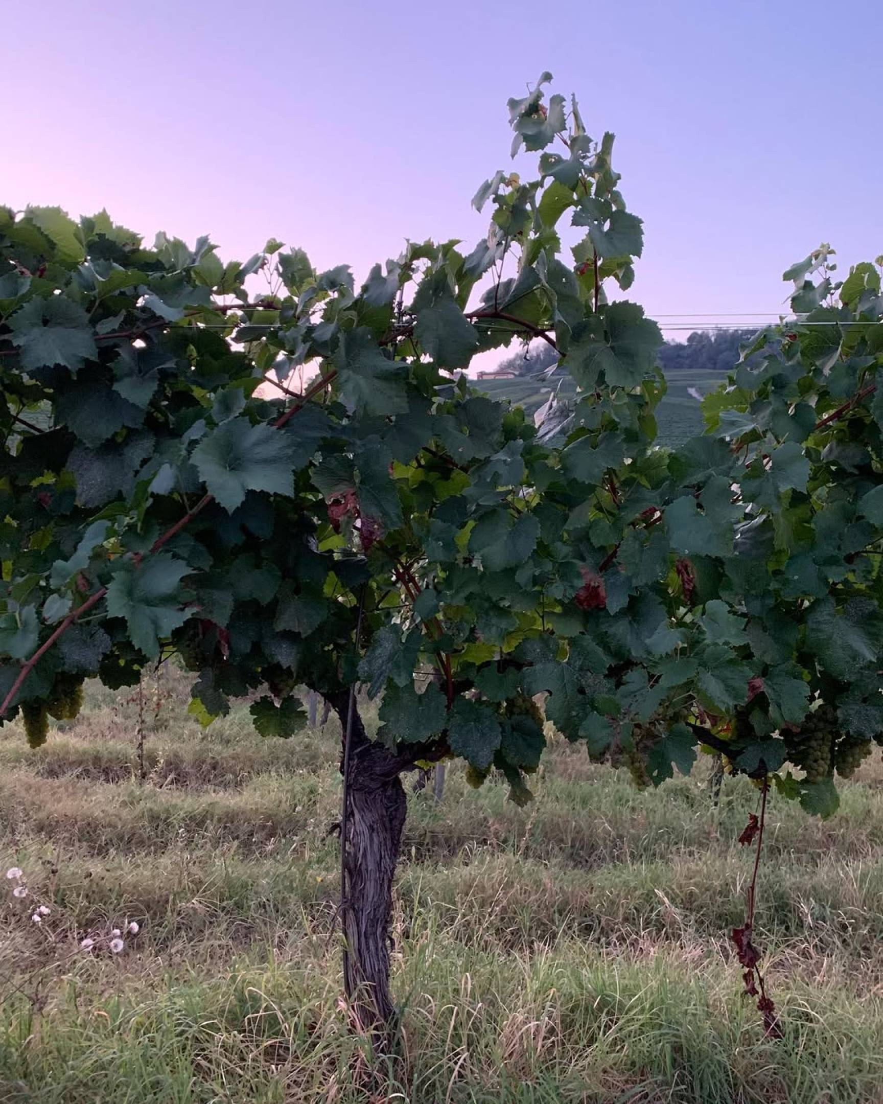 Philine Isabelle: L’Essenza della Langa in 4 Atti con Wild Vigneron