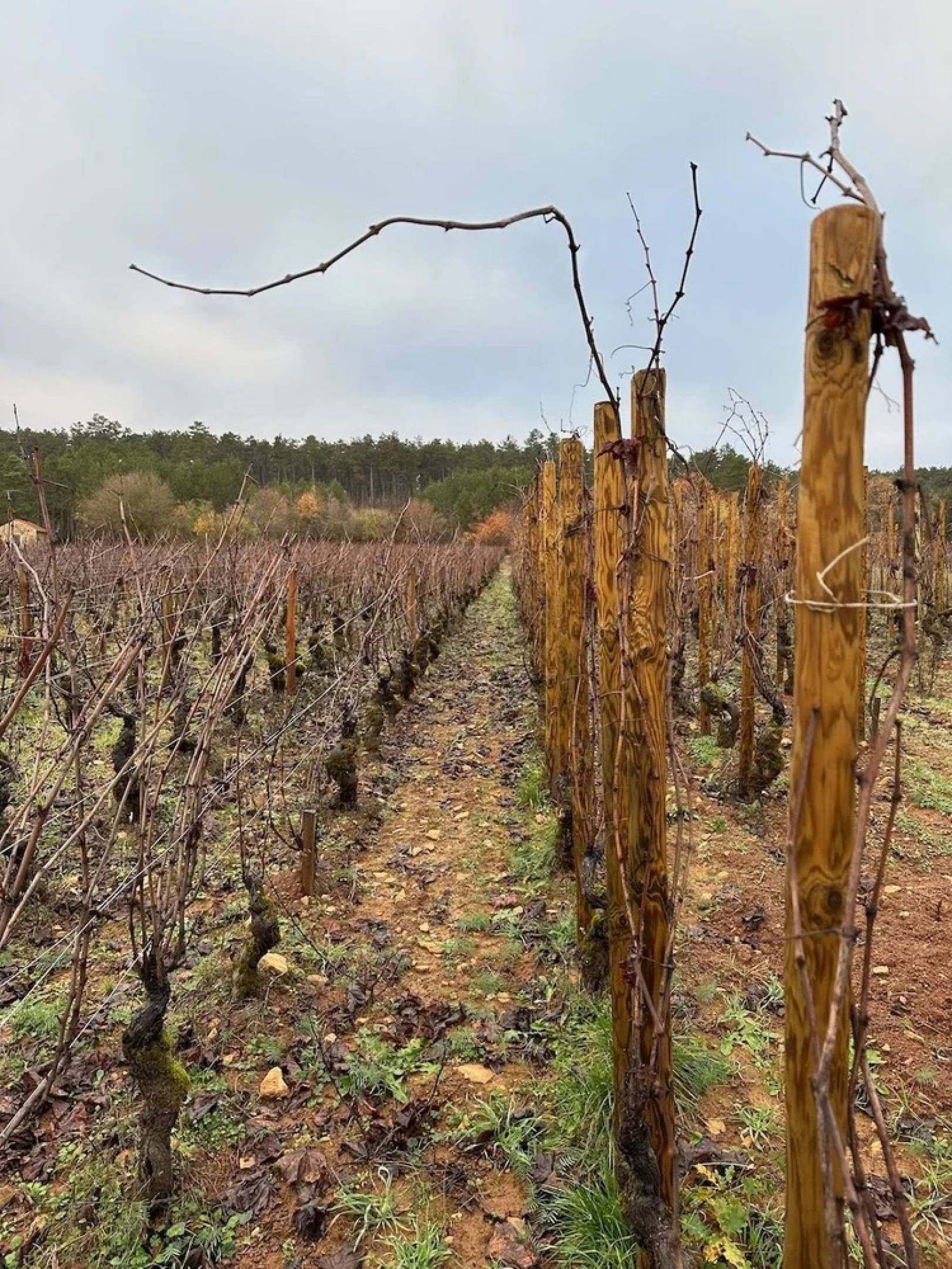 Benjamin Guilbert: L'Eredità di Jacky Truchot e il Futuro Antico della Borgogna