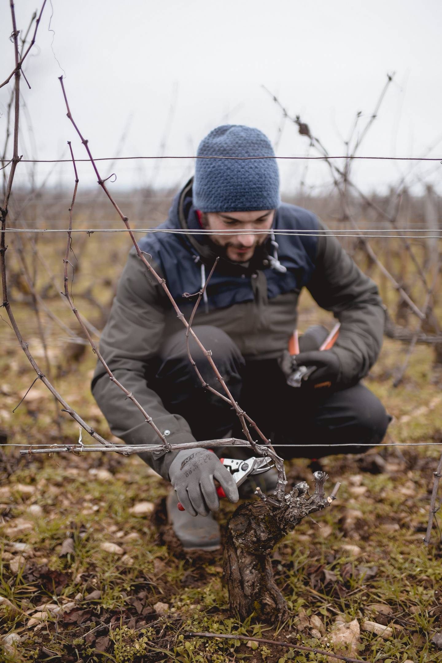Gautheron d'Anost: new entry distribuzione Wild Vigneron