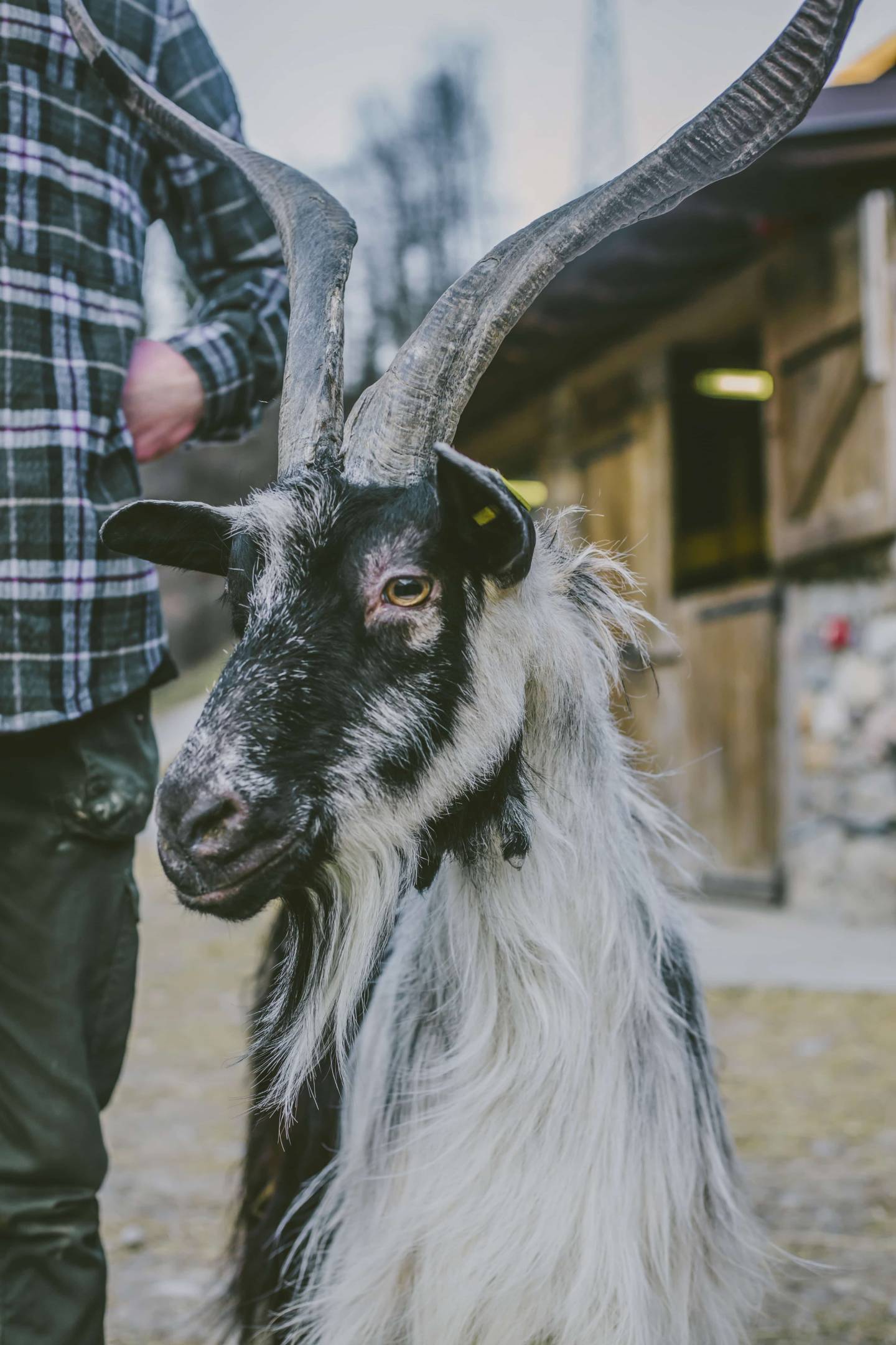Capra Orobica: radici e biodiversità