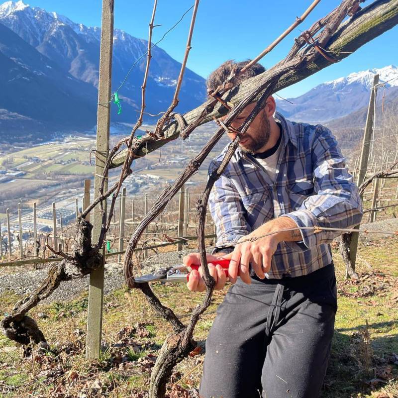 WILD VIGNERON DROP - NEBBIOLO: VALTELLINA vs PIEMONTE