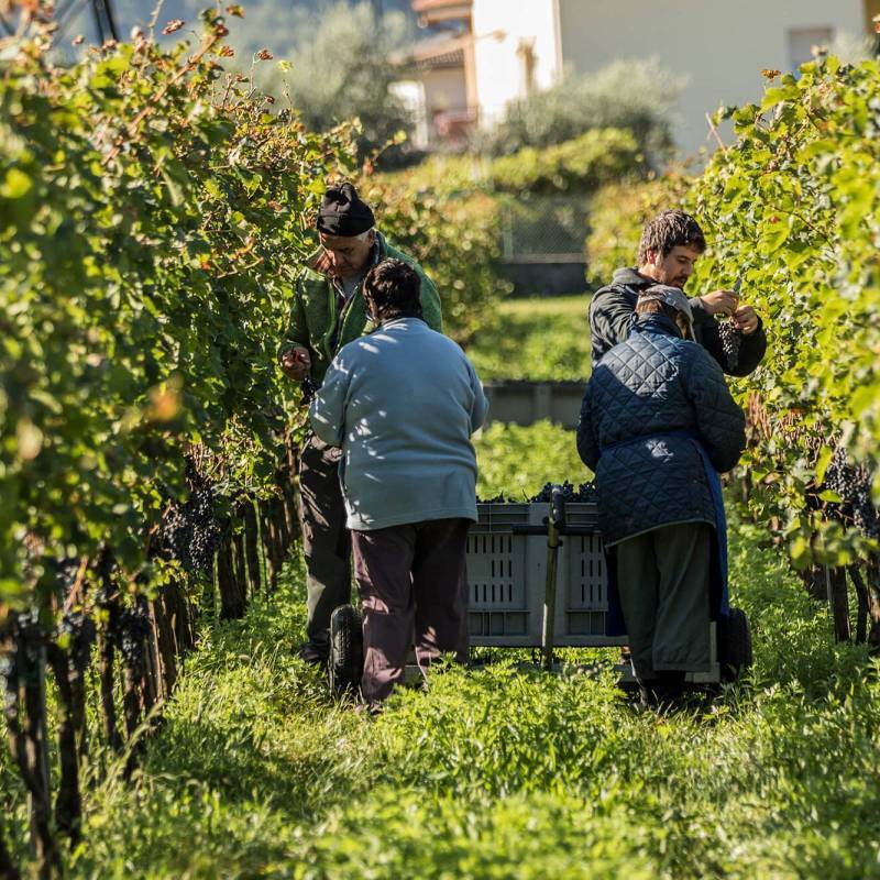 Cuvée IV Extra Brut