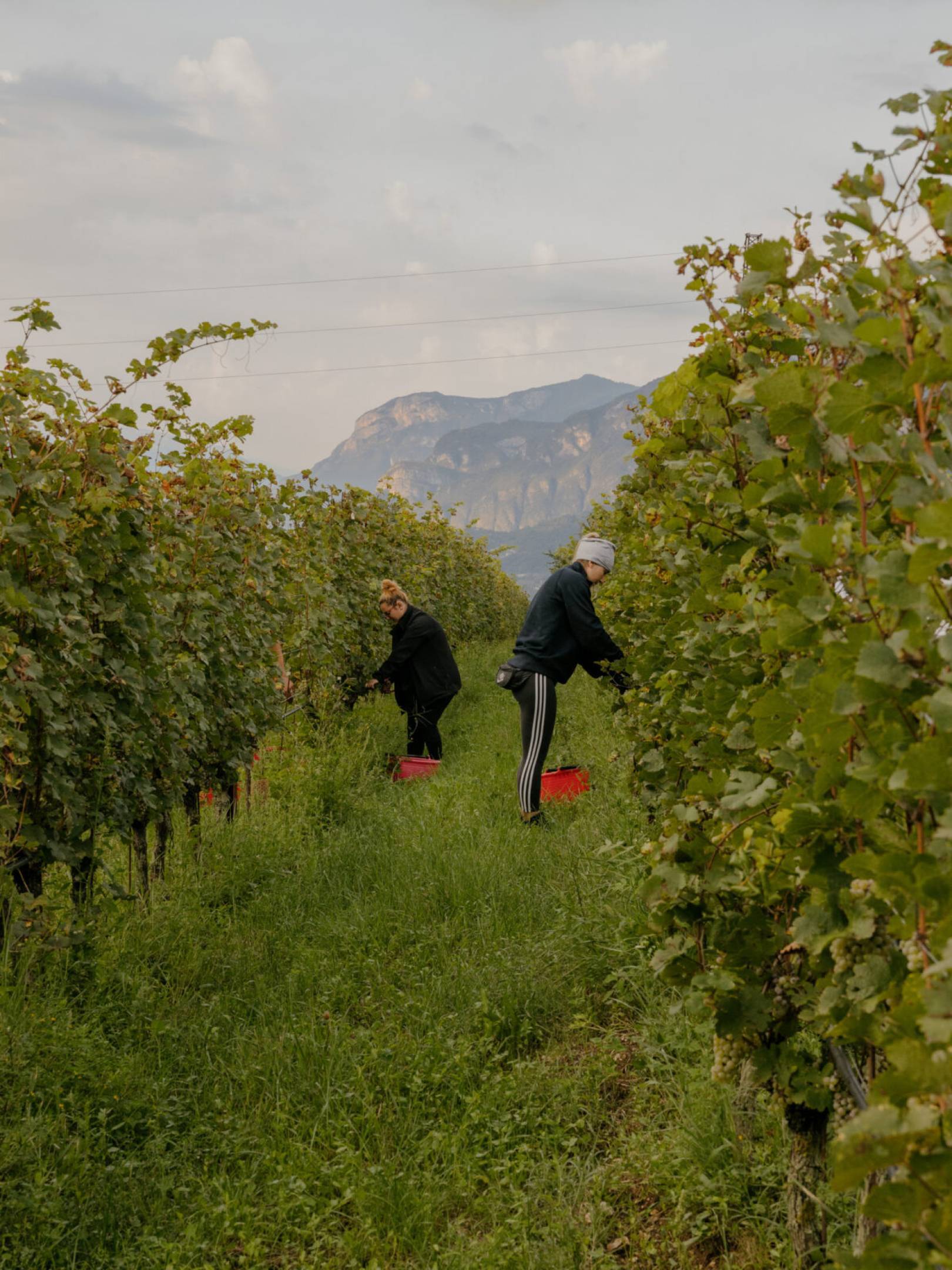 Foradori: beyond biodynamics, towards the Individuality of terroir
