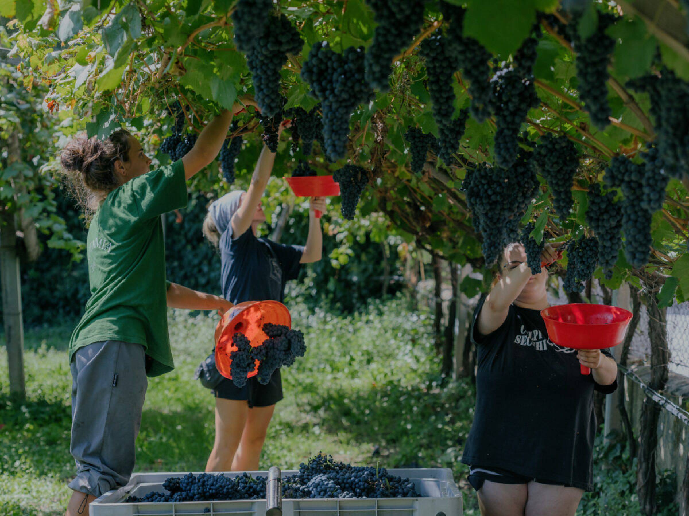 Foradori: beyond biodynamics, towards the Individuality of terroir