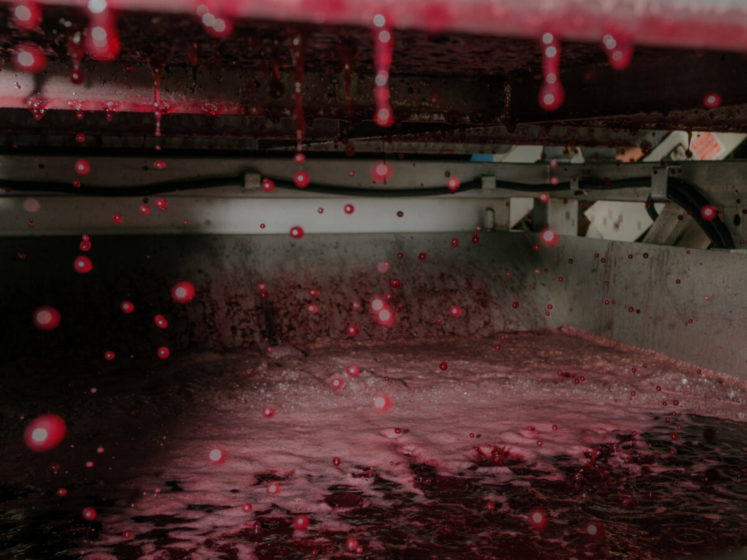 Foradori: beyond biodynamics, towards the Individuality of terroir