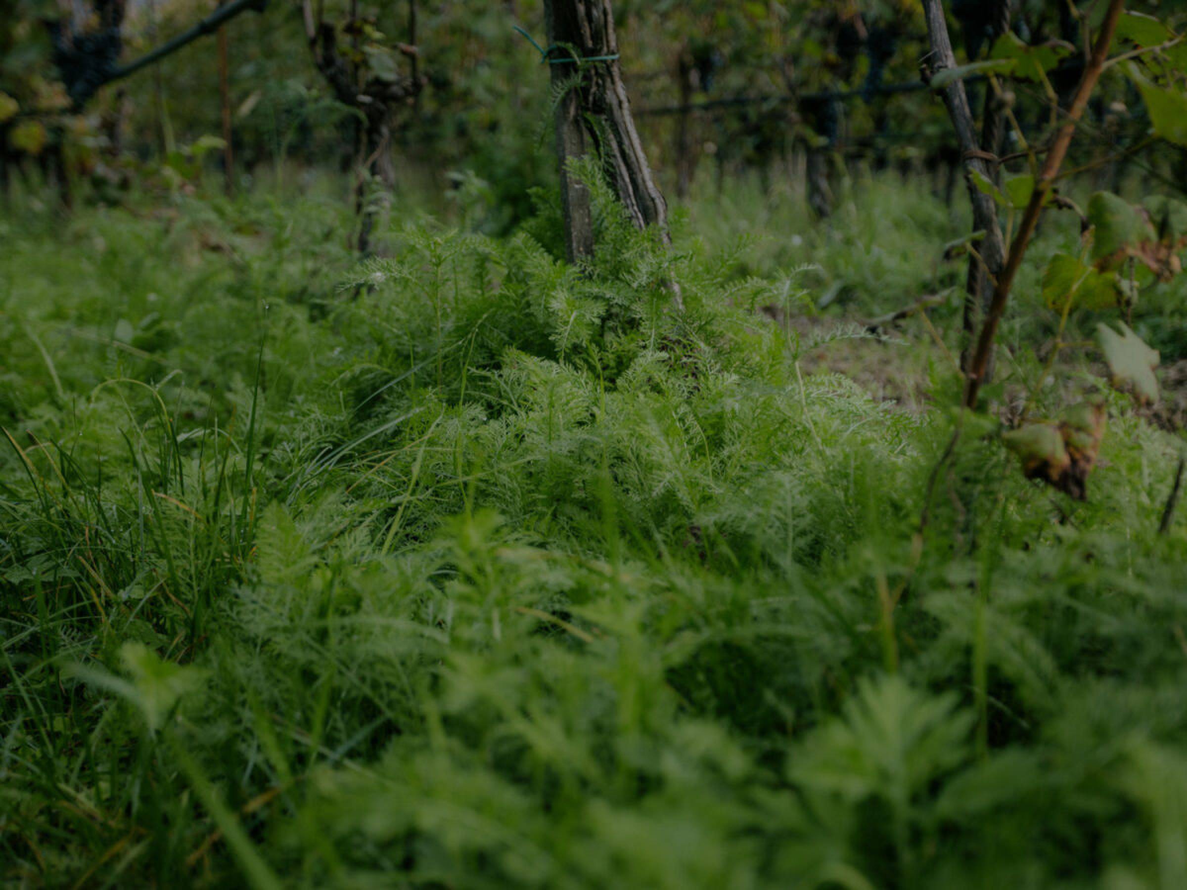 Foradori: beyond biodynamics, towards the Individuality of terroir