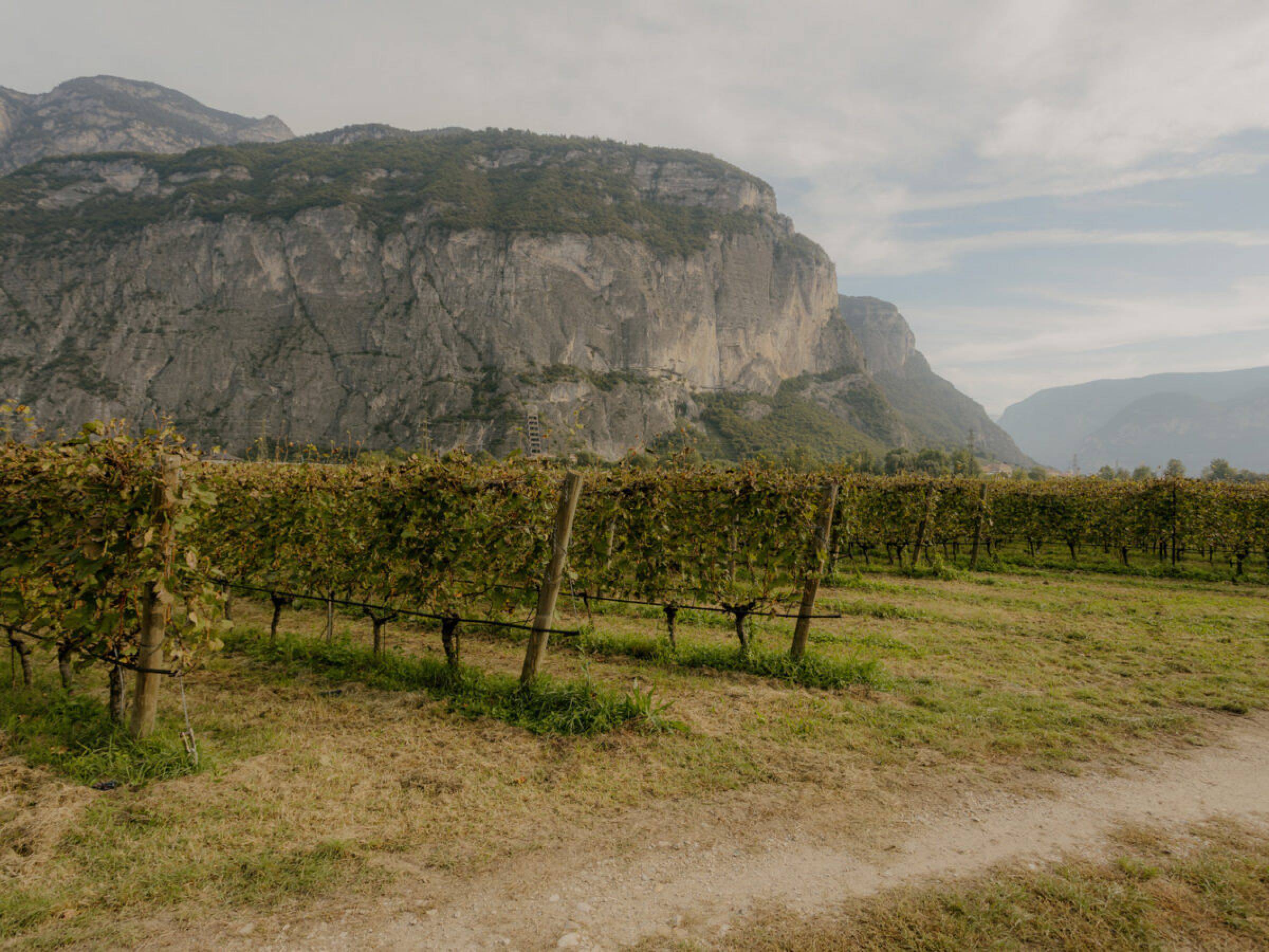 Foradori: beyond biodynamics, towards the Individuality of terroir
