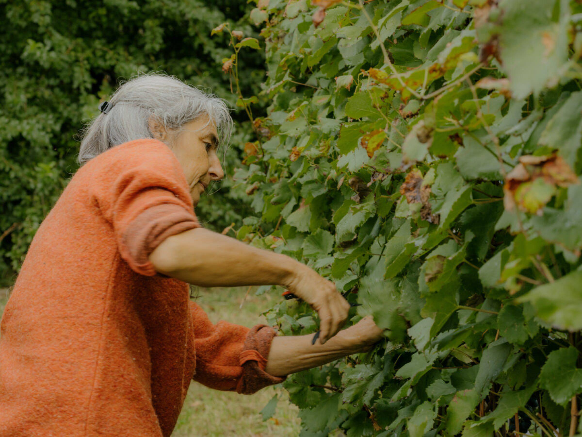 Foradori: beyond biodynamics, towards the Individuality of terroir